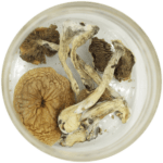 African Cubensis (Panaeolus africanus) | Magic Mushies Canada