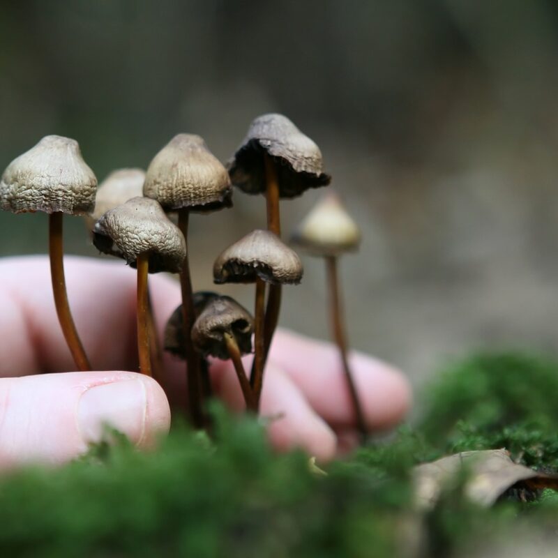 Guide to Magic Mushrooms | Magic Mushies Canada