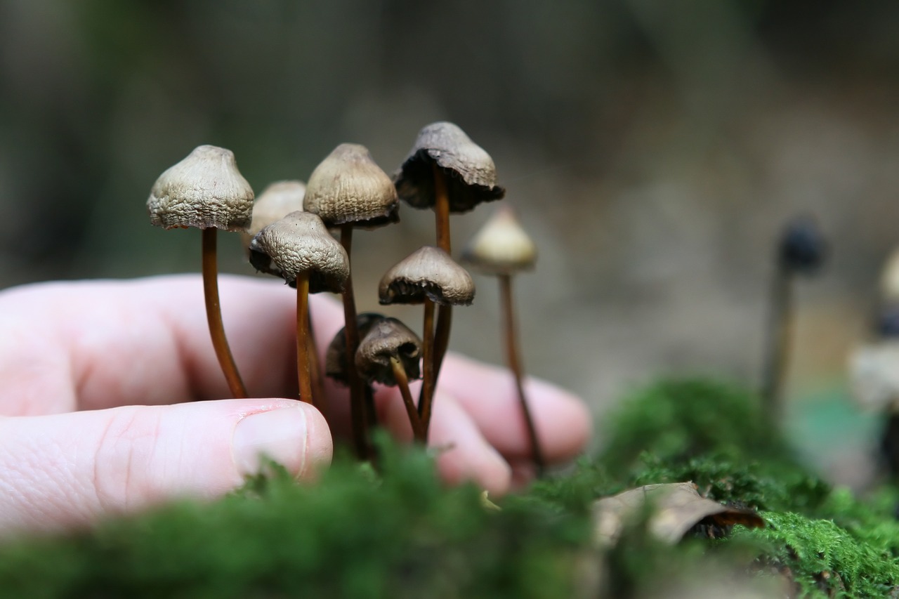 The Magic Mushroom Cultivation Network
