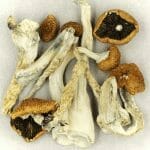 Creeper | Magic Mushies Canada
