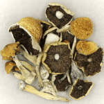 Penis Envy Cubensis | Magic Mushies Canada