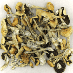 Puerto Rican | Magic Mushies Canada