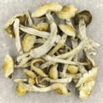 Blue Magnolia Rust | Magic Mushies Canada