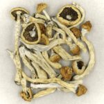 Texas Yellow Cap | Magic Mushies Canada