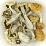 Vietnamese | Magic Mushies Canada