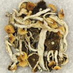 Cuban | Magic Mushies Canada