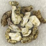 White Burma | Magic Mushies Canada