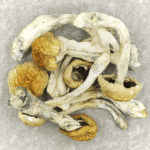 Chitwan Nepal | Magic Mushies Canada