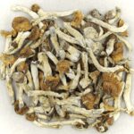 Florida White | Magic Mushies Canada