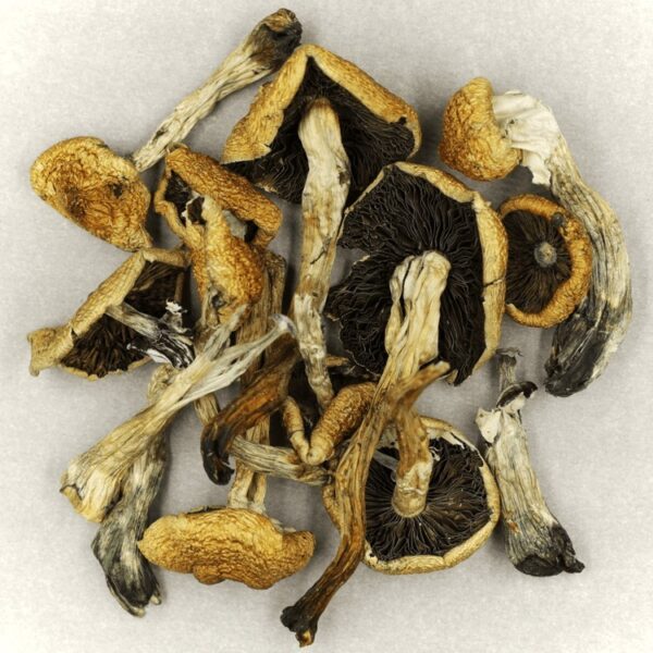 Malabar | Magic Mushies Canada
