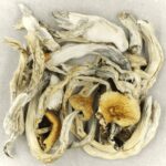 Treasure Coast | Magic Mushies Canada