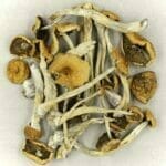 Mexicana | Magic Mushies Canada
