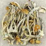 Amazonian Cubensis | Magic Mushies Canada