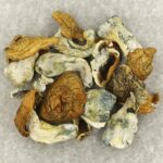 King Kong | Magic Mushies Canada