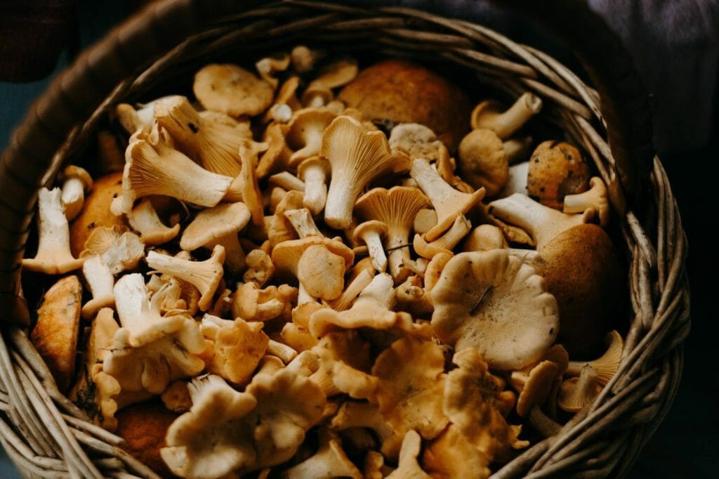How to Store Shrooms Properly Buy shrooms online Magic Mushies Canada