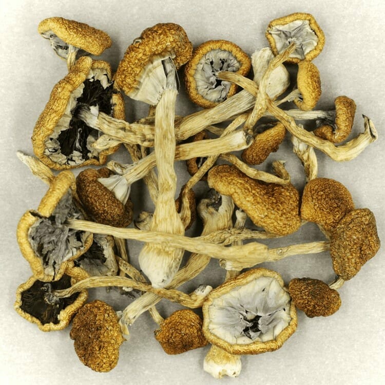 Mush Cambodian at Magic Mushies Canada
