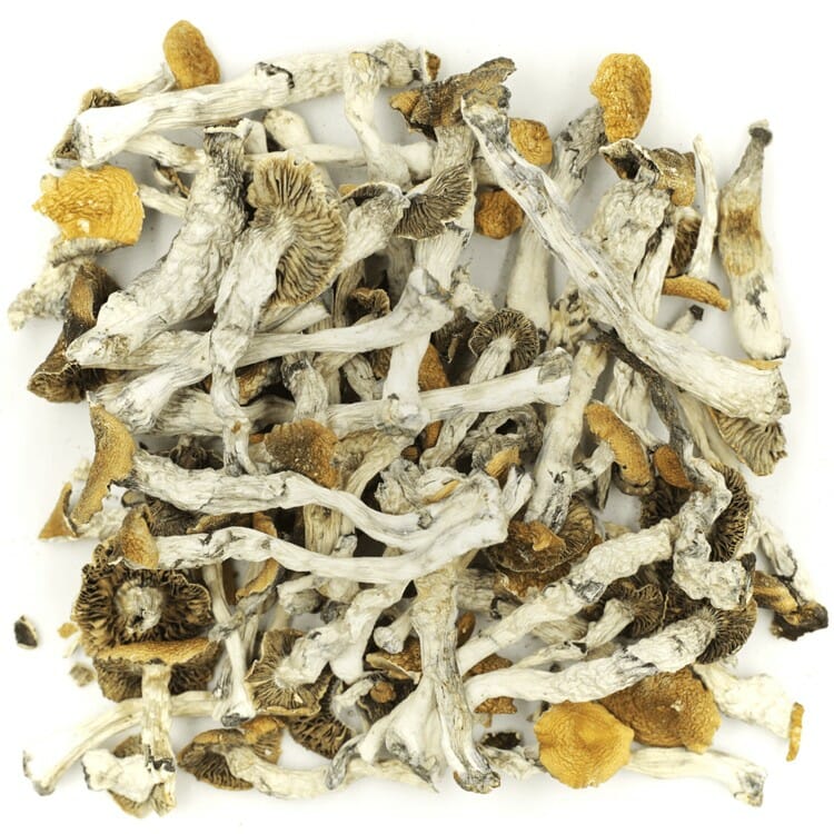 Mush Golden Teacher at Magic Mushies Canada