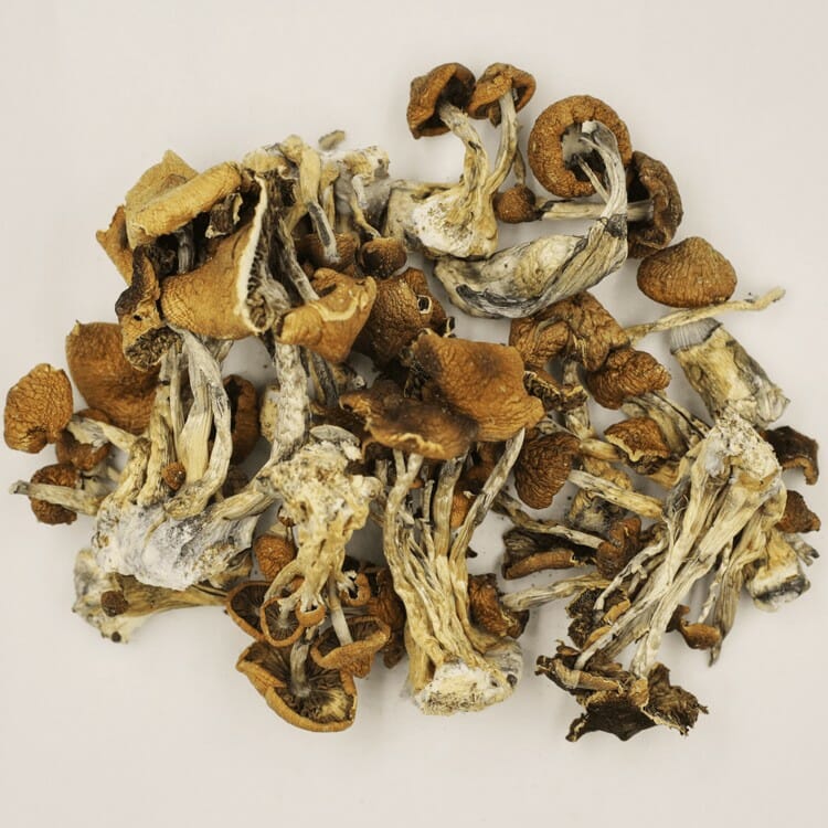 A New Trend In Wellness Is Psilocybe Cubensis And Microdosing Psilocybe Cubensis at Magic Mushies Canada