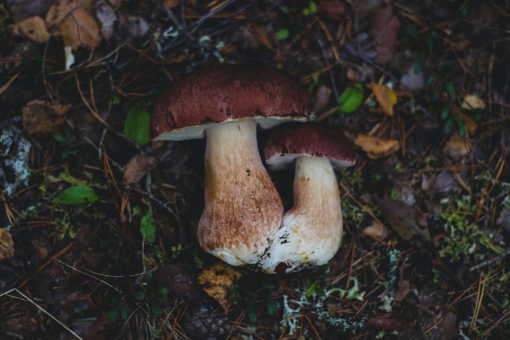 Amazonian Cubensis at Magic Mushies Canada