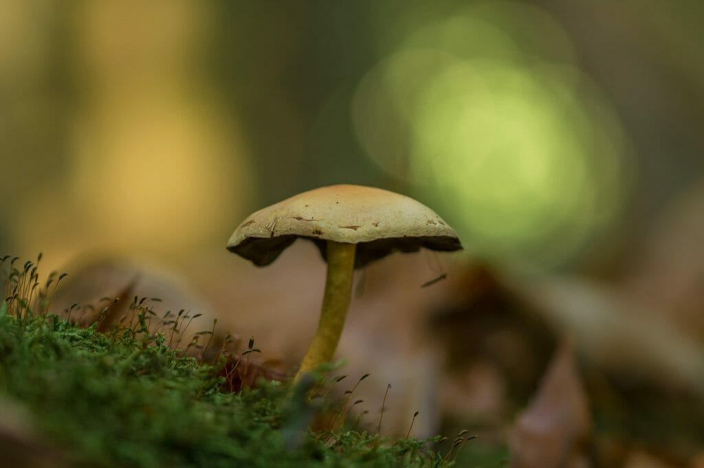 psilocybe cubensis at Magic Mushies Canada
