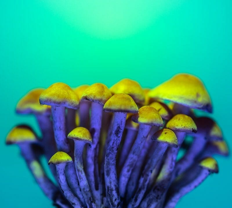 LSD Edibles | Magic Mushies Canada