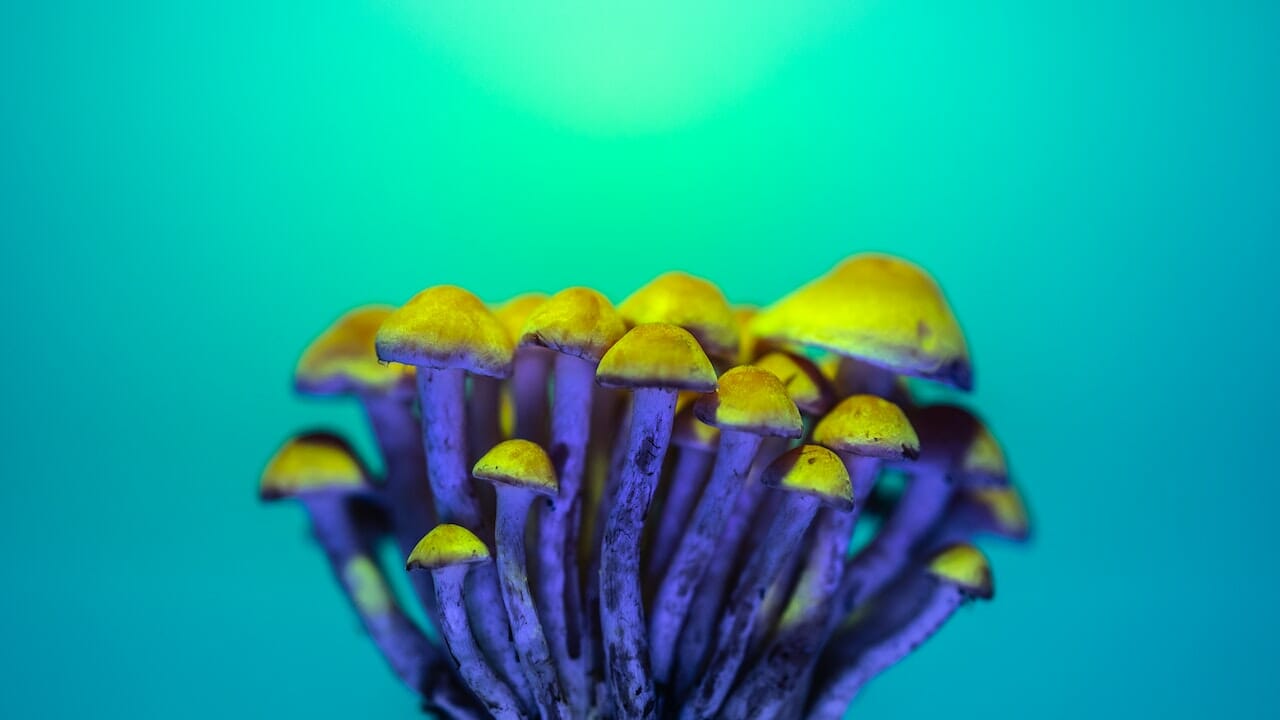 Exploring the Chemical Mysteries: The Potential of Psychedelic LSD Edibles