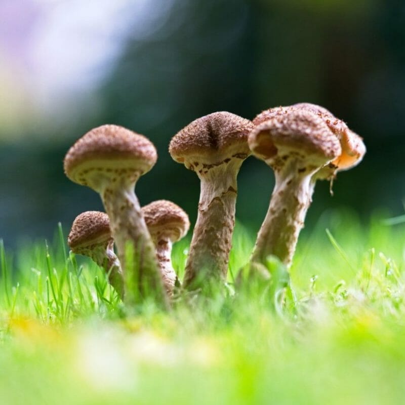 Mushroom Dispensary | Magic Mushies Canada