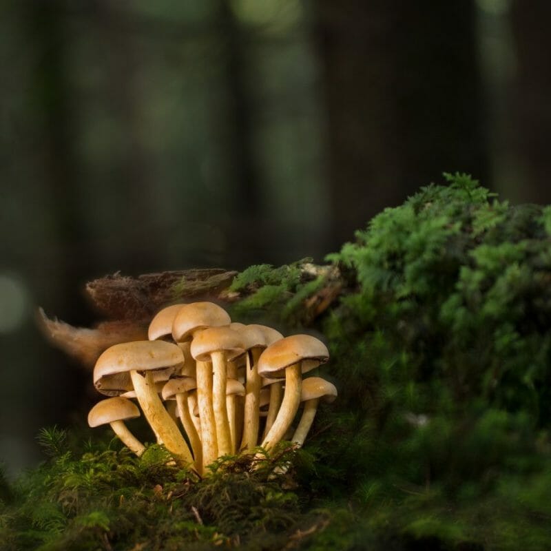 Strongest Mushroom Strains | Magic Mushies Canada