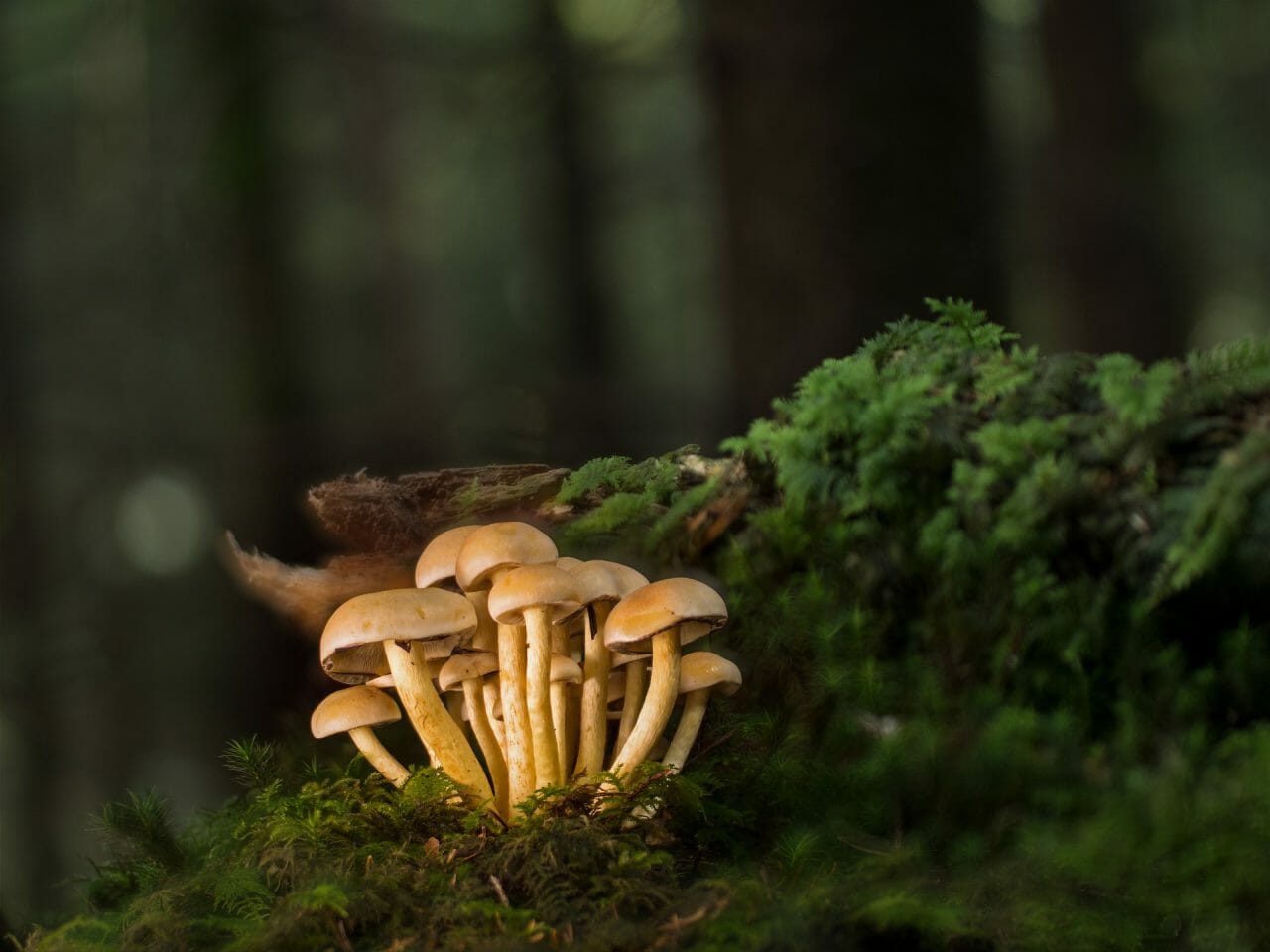 A Ranking of the Most Potent Magic Mushrooms