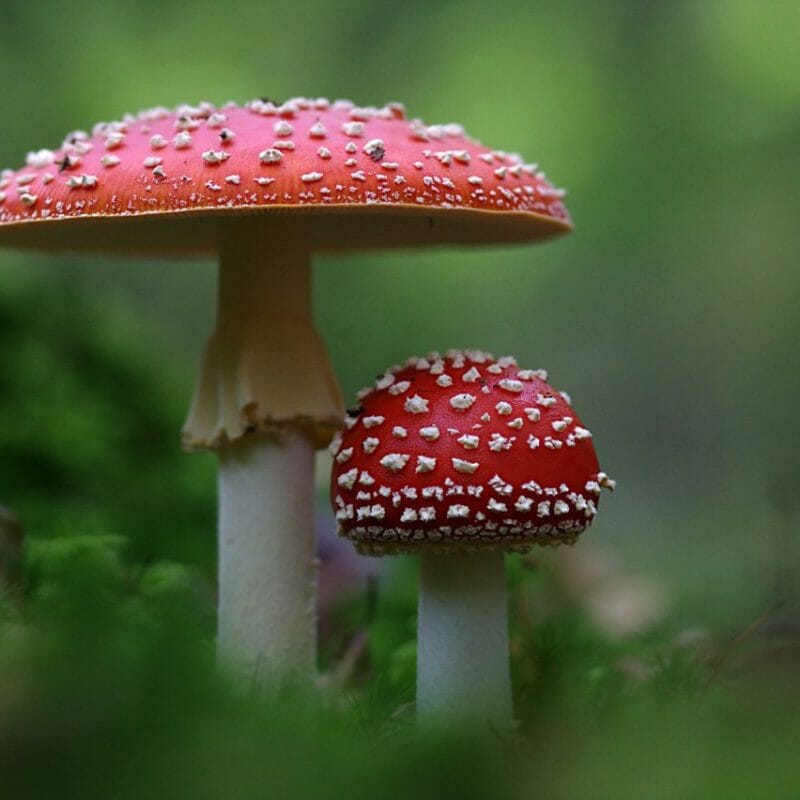 Magic Mushrooms Canada | Magic Mushies Canada