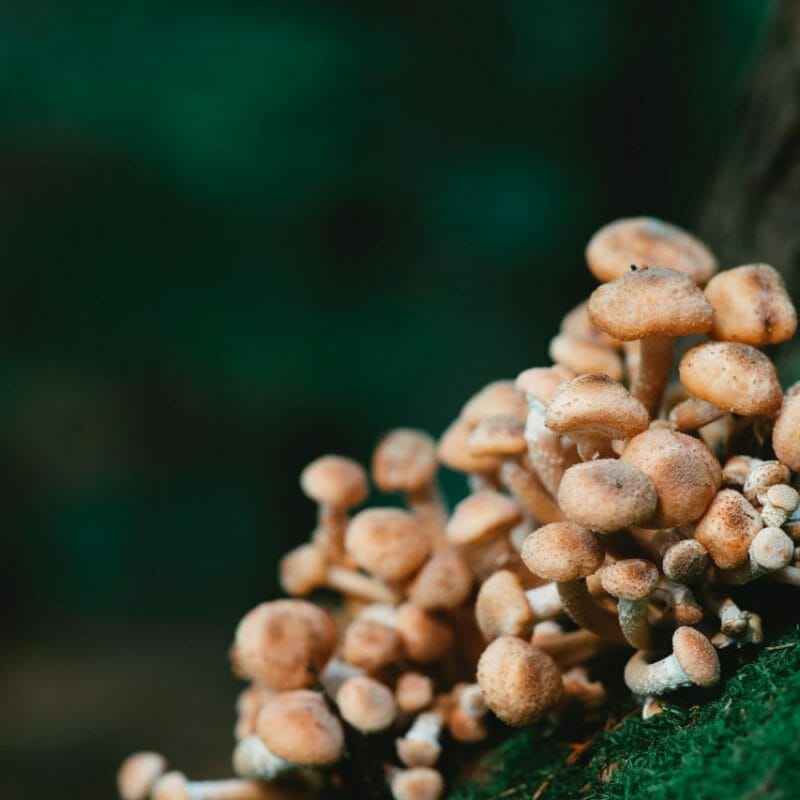 Mushroom Dispensary - Zoomies | Magic Mushies Canada