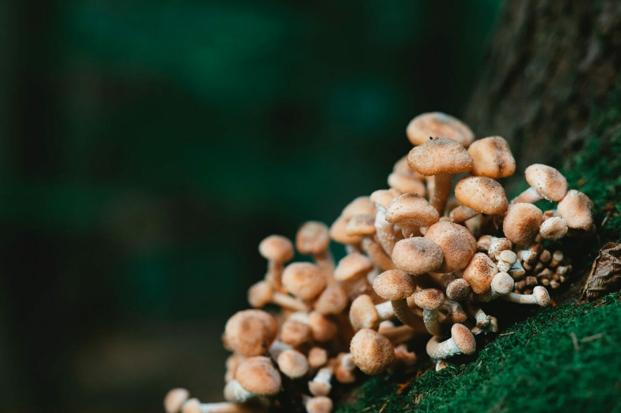 Offerings from the Mushroom Dispensary for Depression Treatment