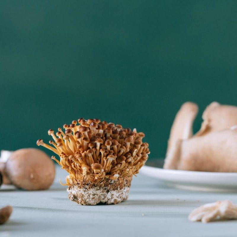 Buy Magic Mushroom | Magic Mushies Canada