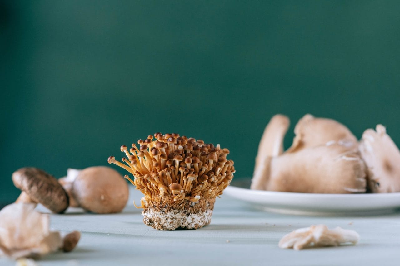 Purchase Psychedelic Mushrooms for Alleviating PTSD Symptoms