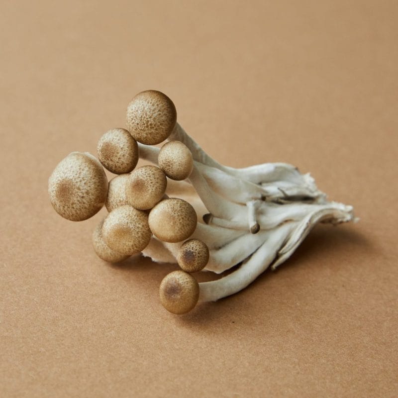 strongest mushroom strain | Magic Mushies Canada