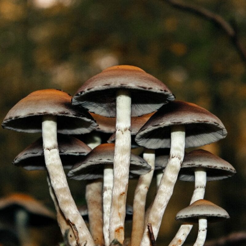 Microdose Mushrooms | Magic Mushies Canada