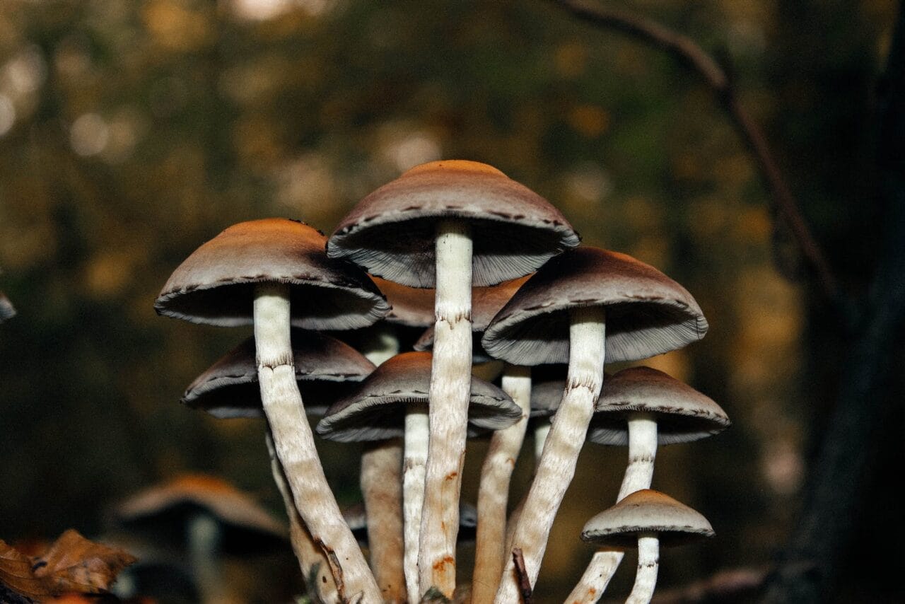 A Series of Cases on the Use of Microdose Mushrooms for Alleviating Chronic Pain