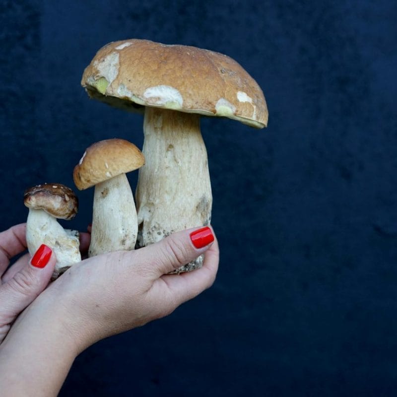Shrooms Online | Magic Mushies Canada