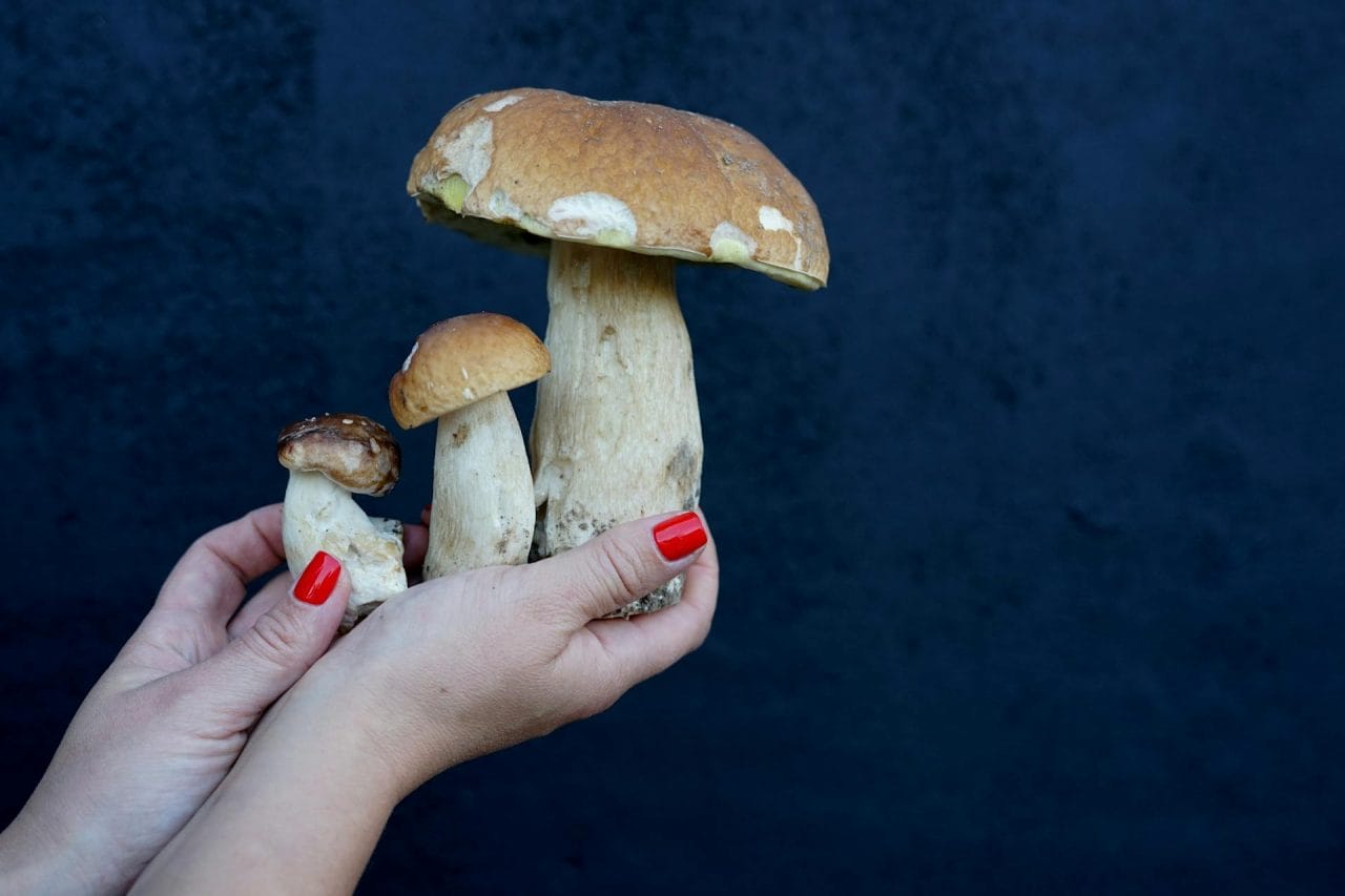 Top Five Mushrooms to Try in Your Local Area