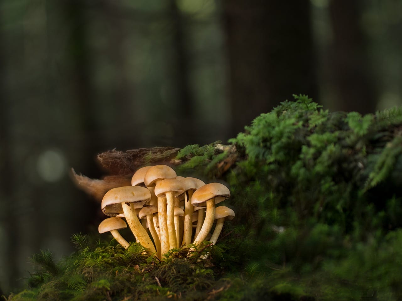 Purchase Mushrooms Online and Explore a Variety of Delectable Mushroom Choices