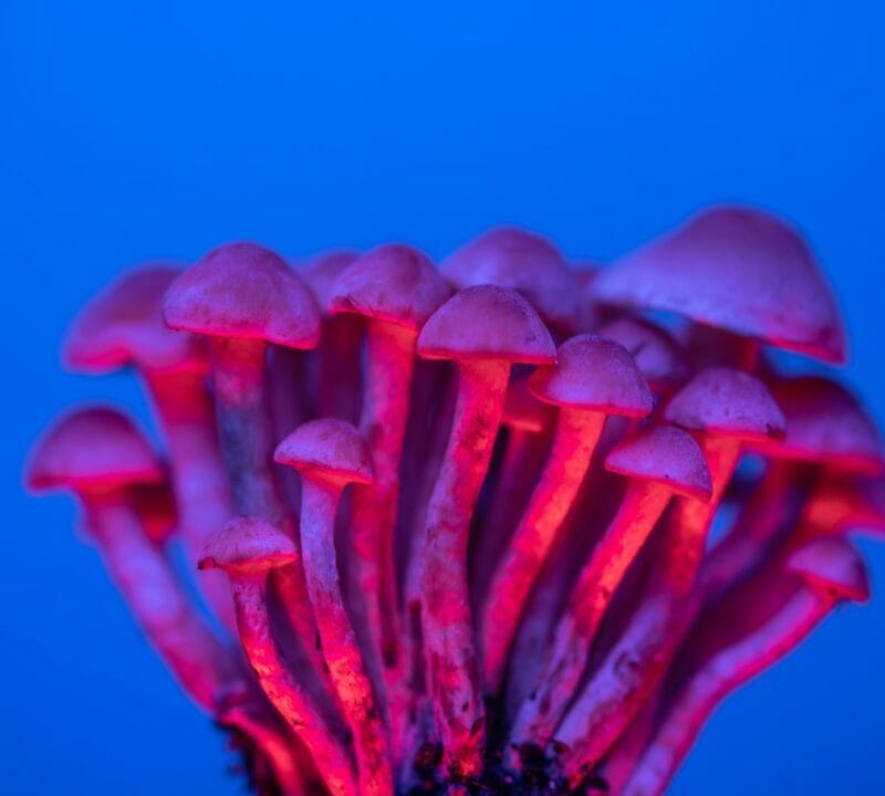 Shrooms Delivery in Canada | Magic Mushies Canada