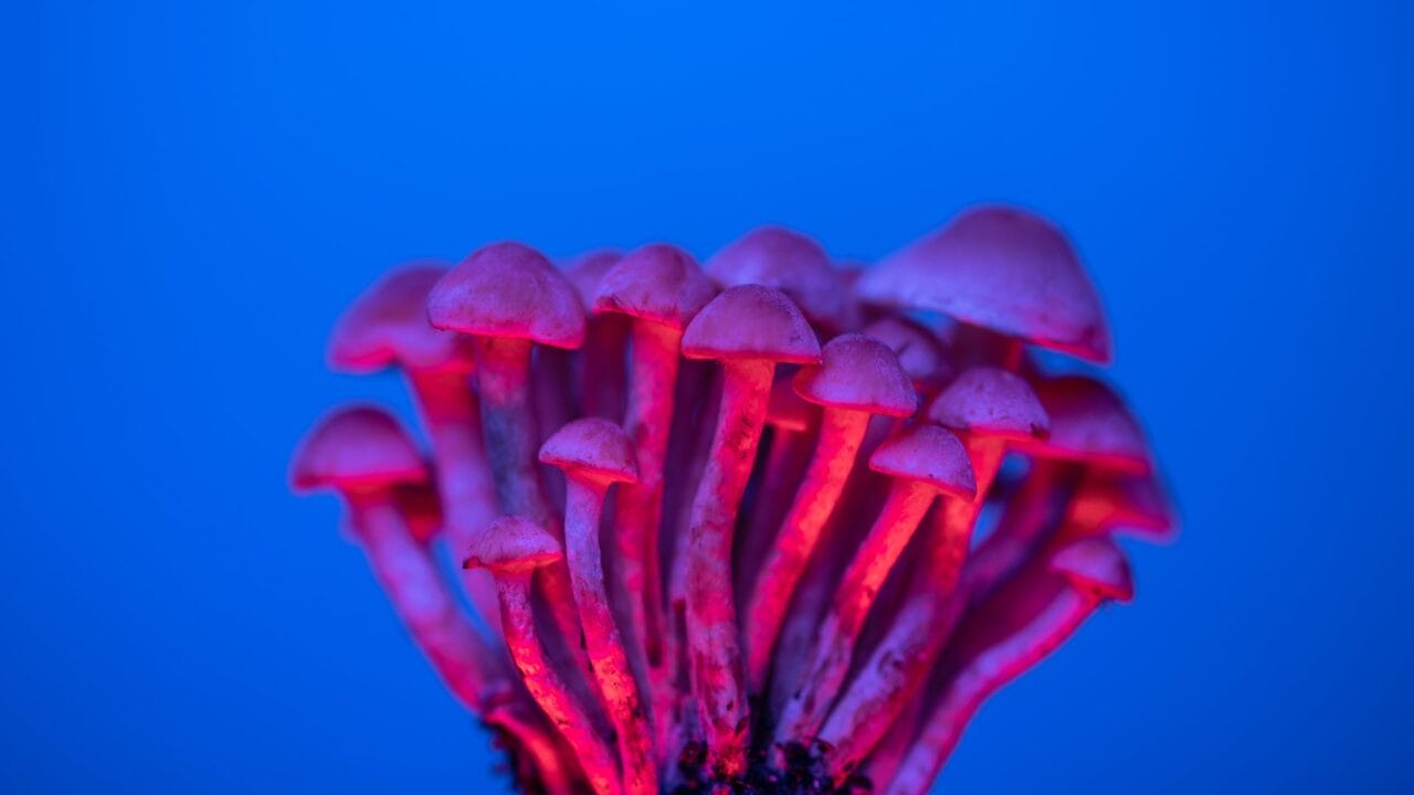 Delivery of Shrooms for Enhancing Cognitive Function: A Deep Dive into the Advantages of Nootropics