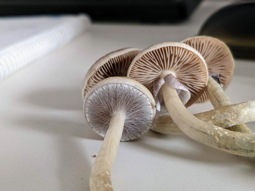 Magic Mushrooms at Magic Mushies Canada
