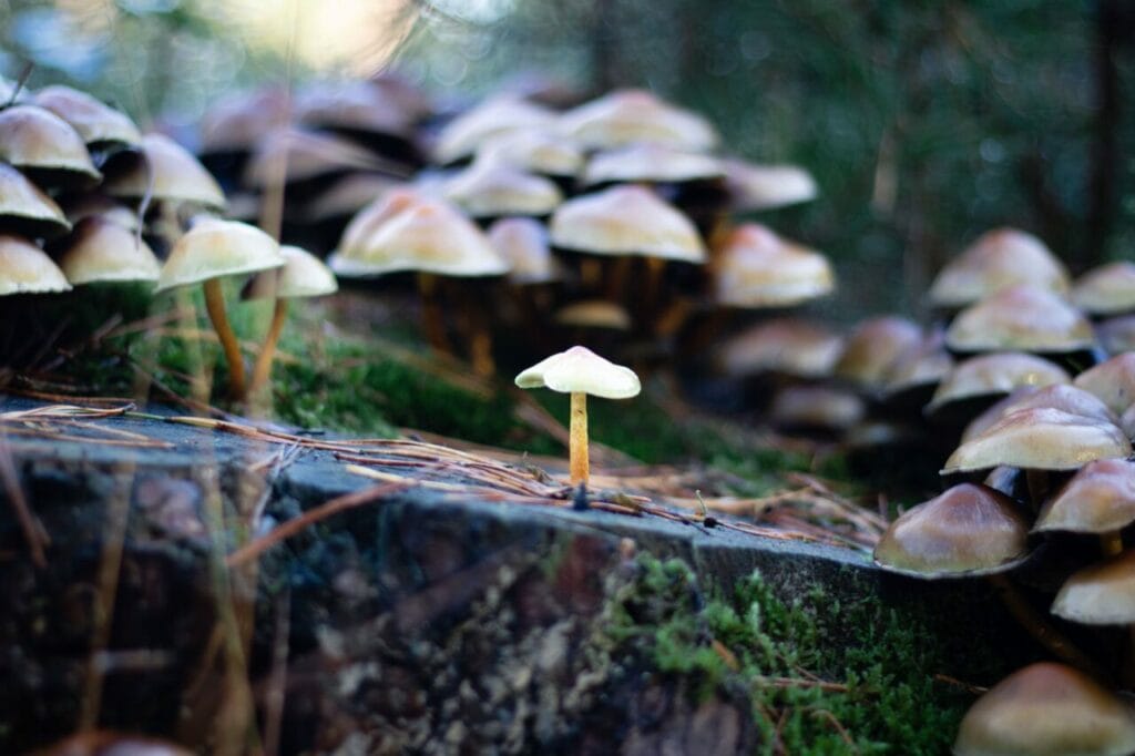 Shroom Delivery at Magic Mushies Canada