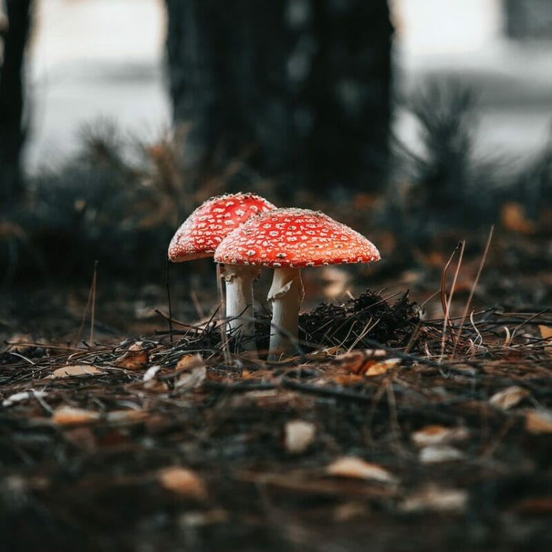 Shroom online delivery at Zoomies Canada | Magic Mushies Canada