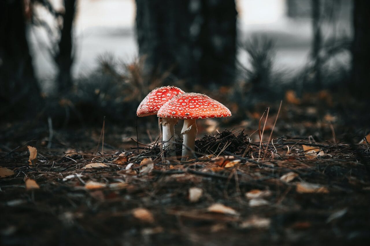 The Evolution of Psilocybin: Production, Study, and Future Path