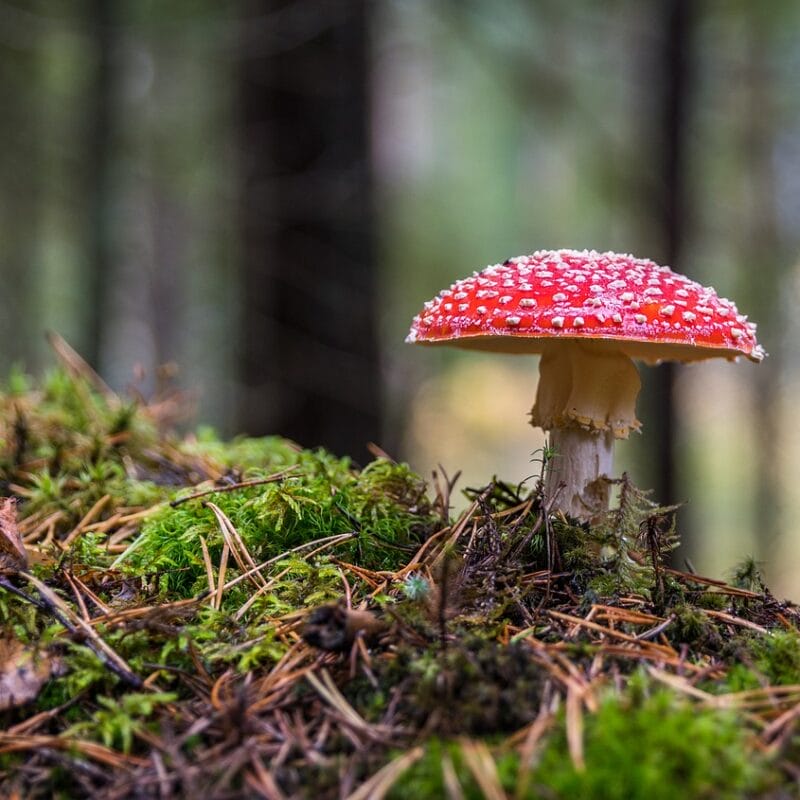 Shrooms Online in Canada | Magic Mushies Canada