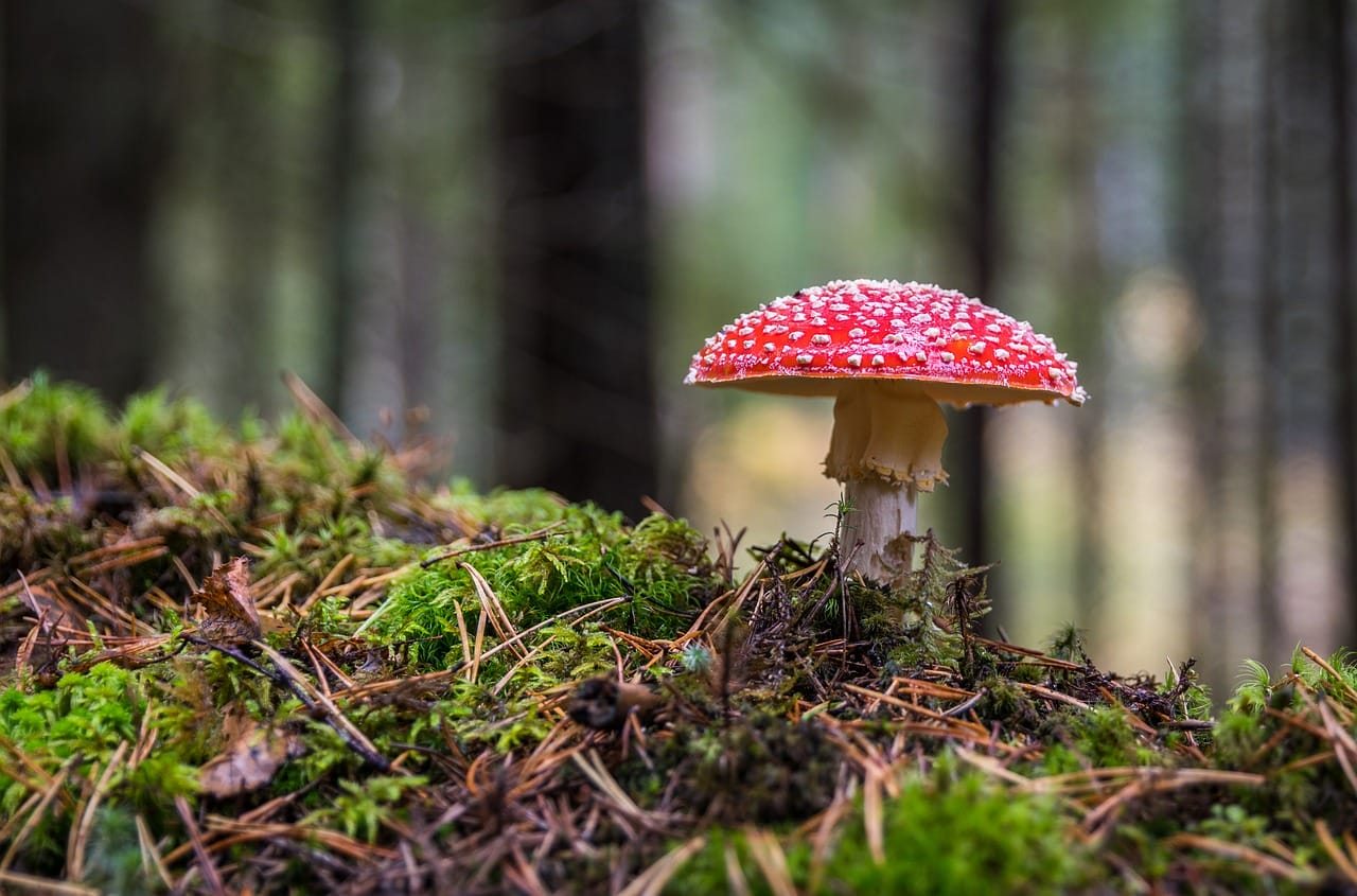 The Importance of Psilocybin for Canada’s Healthcare System