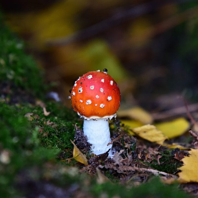 buy LSD online in Canada | Magic Mushies Canada