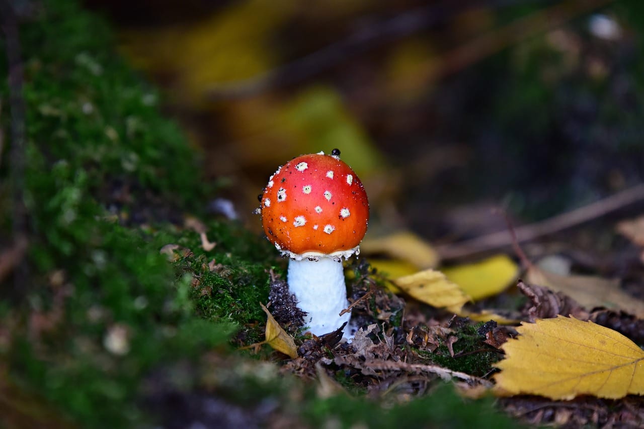 Could LSD Potentially Elevate My Happiness? Expert Perspectives